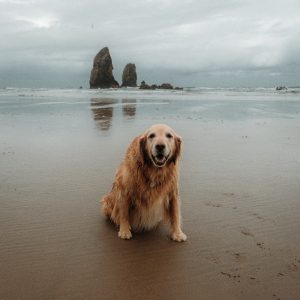 Dogs Like Seaside Oregon